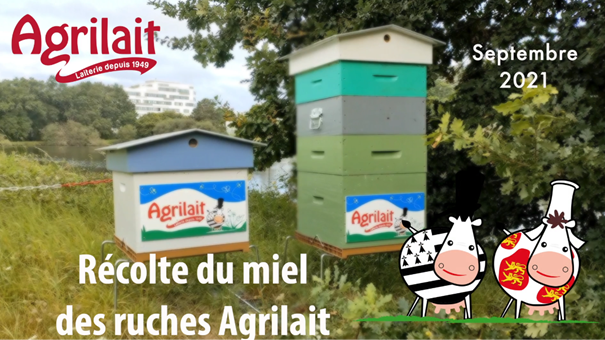 agrilait ruches